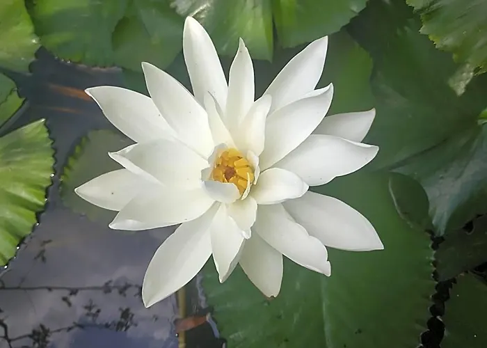ロッジ Sua Bali Kemenuh